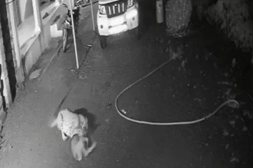 Báo hoa mai liều lĩnh vào làng, phục kích chó nhà giữa đêm tối