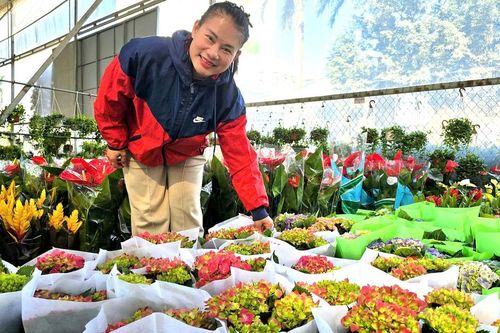 Làng hoa Xuân Quan đắt hàng sớm, giá tăng 10%-15% trong vụ Tết