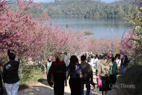 Lễ hội hoa Anh Đào Mường Phăng thúc đẩy liên kết du lịch Điện Biên