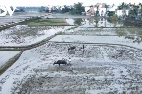 Đà Nẵng: Trải nghiệm 'sống thử' đời thôn quê thu hút khách quốc tế