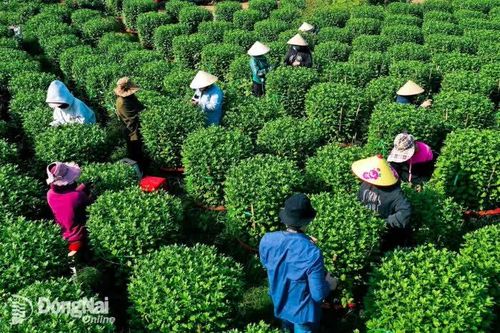 [Chùm ảnh] Nhà vườn tại Đồng Nai hối hả tỉa cành, tách nụ hoa tết