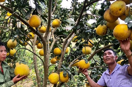 Lào Cai: Sản lượng cây ăn quả tăng gần 9% so cùng kỳ