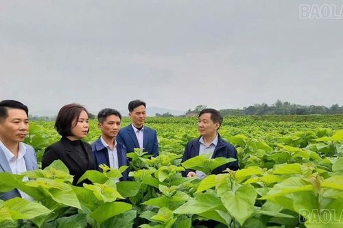Trấn Yên phấn đấu đạt 1.500 tấn kén tằm và 90% diện tích quế đạt chuẩn hữu cơ vào năm 2030