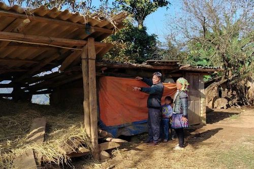 Vùng cao chủ động phòng, chống đói, rét cho đàn gia súc
