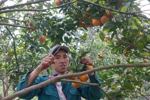 Mô hình canh tác cam bền vững