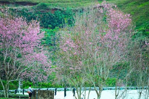Lễ hội mai anh đào - Đà Lạt xuân 2026, điểm hẹn trải nghiệm