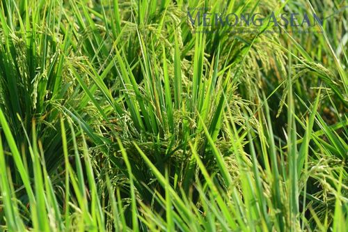 FAO: Chỉ số giá ngũ cốc thế giới thấp nhất 5 năm