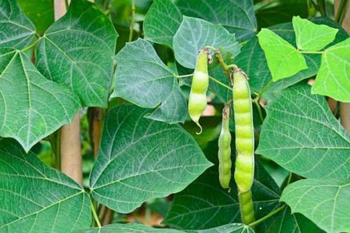 Bộ Y tế vào cuộc vụ 2 người hôn mê, 4 người cấp cứu sau khi ăn hạt quả cây củ đậu