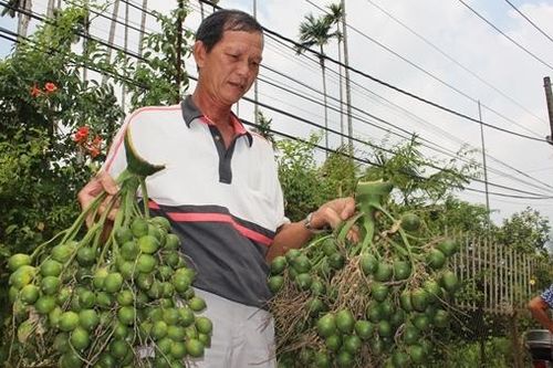 Cau Đồng Môn vẫn đong đưa trước gió