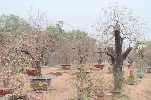 Làng đào Nhật Tân, quất Tứ Liên tất bật vào vụ Tết