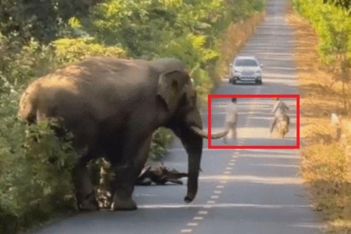 Người đàn ông hoảng hốt khi chạm mặt voi ngà lệch ngay trên đường ở Đồng Nai