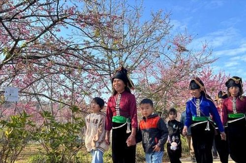 Hoa anh đào Nhật Bản rực rỡ trên đất Điện Biên