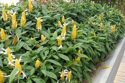 Vị trí đặt cây cảnh mang lại may mắn, hứa hẹn có nhiều tài lộc trong năm 2026