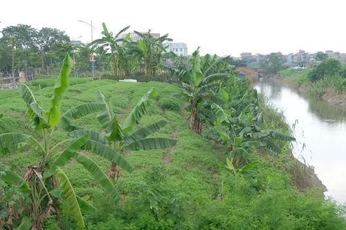 Hà Nội: xử lý khẩn cấp sạt lở sông Pheo