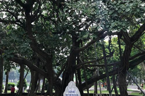Khởi nguồn Tết trồng cây của Chủ tịch Hồ Chí Minh