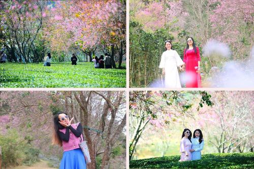 Du khách đổ về vùng ven Đà Lạt ngắm mai anh đào nở