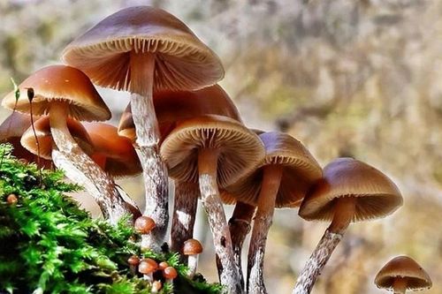 Khẩn trương xử lý vụ nghi ngộ độc thực phẩm do ăn nấm ở Tây Ninh