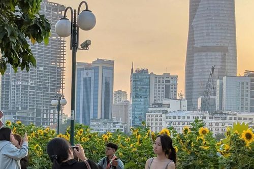 Giới trẻ hào hứng check-in cùng hoa hướng dương giữa lòng Sài Gòn
