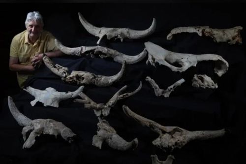Người Neanderthal thu thập nhiều hộp sọ có sừng trong hang động