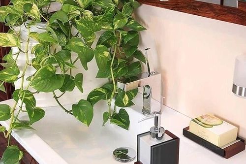 5 loại cây trồng trong phòng tắm vừa đẹp vừa hút khí xấu