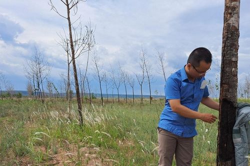 Thu hồi dự án trồng cao su gần 900 ha của Công ty Cổ phần Tập đoàn Đức Long Gia Lai