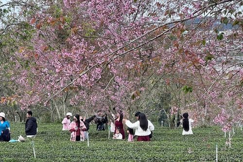 Lâm Đồng: Kiến tạo sắc xuân Mai anh đào trên đồi chè Cầu Đất trăm tuổi