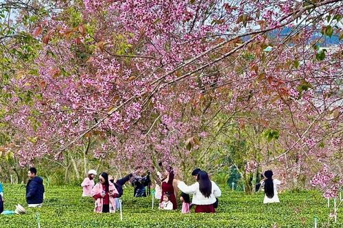 Mai anh đào khoe sắc trên đồi chè Cầu Đất