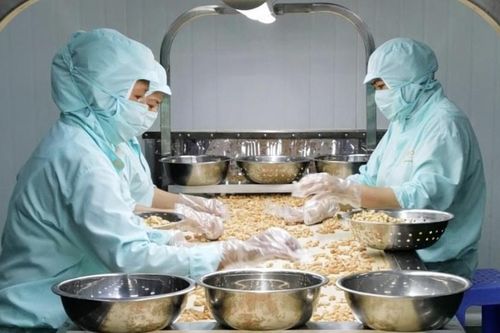 Nhập khẩu hạt điều lập kỷ lục, ngành hàng tỷ USD thành xưởng gia công cho châu Phi