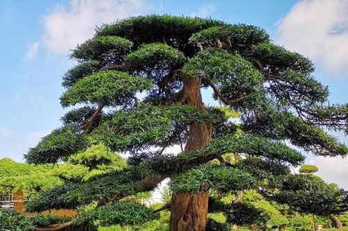 Cây thông - loài cây 'giữ khí, giữ lộc' được nhà vườn, biệt thự ưa chuộng