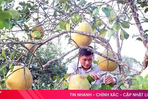 Bưởi chum, bưởi tiến vua sẵn sàng cho vụ Tết