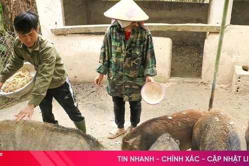 Lợn rừng đắt hàng dịp Tết, nông dân Hà Tĩnh tất bật chăm đàn
