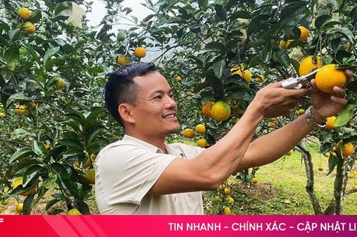 'Neo' đặc sản cam chanh chờ Tết, nhà vườn ở Hà Tĩnh kỳ vọng thu tiền tỷ