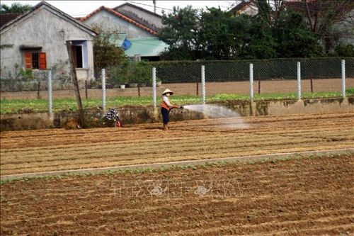 Rau Tết chốt đơn sớm