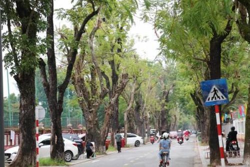Huế lập 'hồ sơ sức khỏe' cho cây xanh đô thị
