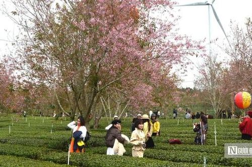 Mai anh đào nhuộm hồng Đồi chè Cầu Đất – Đà Lạt, du khách nườm nượp check-in đầu xuân