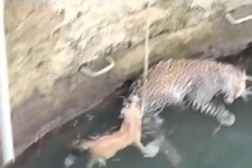 Rơi xuống giếng sâu, mèo nhà đối đầu báo hoa mai