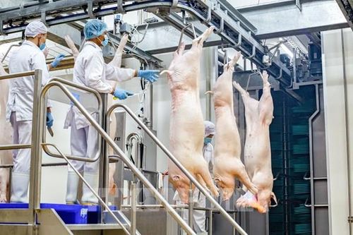 Hải Phòng siết nguồn gốc thực phẩm sau vụ thịt nhiễm bệnh của Công ty Đồ hộp Hạ Long