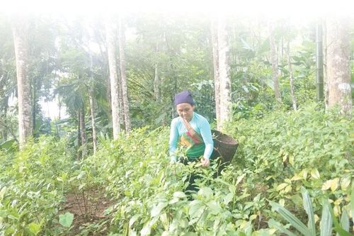 Phát triển vùng sản xuất lâm nghiệp theo hướng hữu cơ