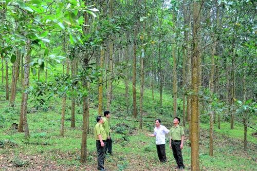 Lợi ích kép trên vùng rừng gỗ lớn ở Xuân Thái