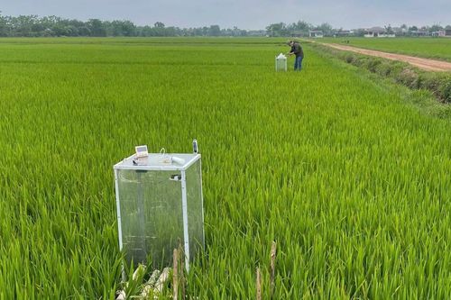 Quảng Trị: Tái cơ cấu nông nghiệp gắn với mở rộng cây trồng giảm phát thải
