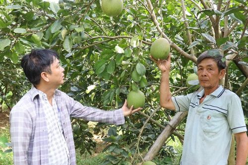 'Thay áo mới' cho đất sản xuất kém hiệu quả