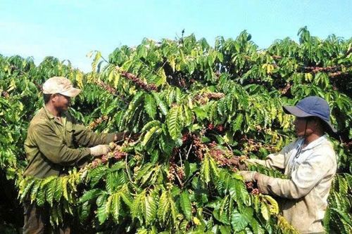 Giá cà phê hôm nay 11/1: Arabica giảm gần 4%, giá nội địa lùi về 97.200 đồng/kg
