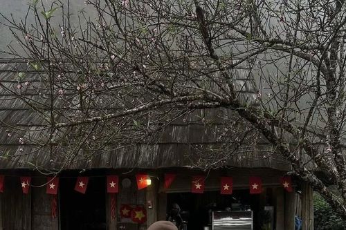Săn hoa đào nở sớm tại vùng cao phía Bắc: Gợi ý lịch trình ngắm mây và hoa rừng