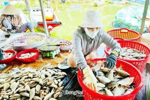 Đặc sản chả cá thiên nhiên hồ Trị An