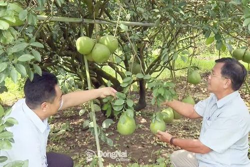 Tình yêu bền bỉ với cây bưởi Tân Triều
