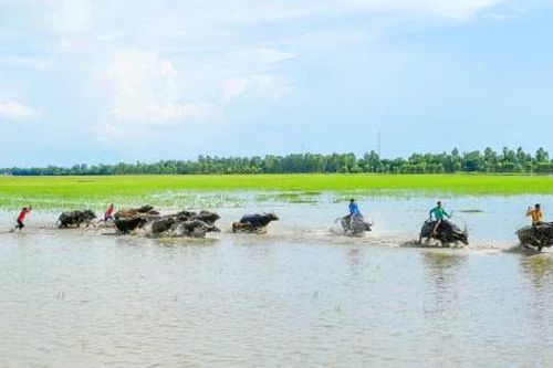 Ký ức mùa len trâu