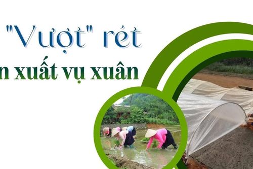 'Vượt' rét sản xuất vụ xuân