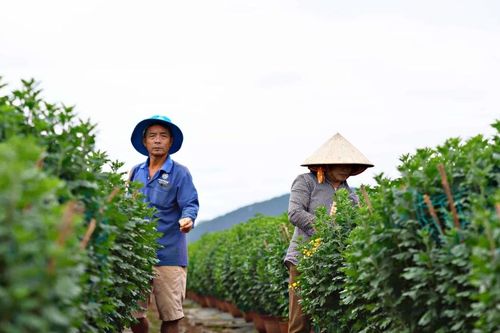 Xuân về sớm ở xóm hoa Nghĩa Bình