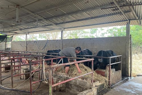 Chăn nuôi bền vững từ nền tảng công nghệ