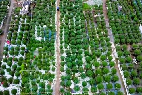 Làng hoa Tết nức tiếng ở Quảng Trị tất bật vào vụ